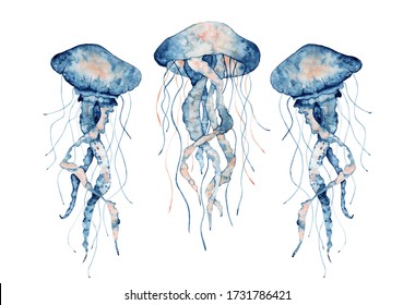 Set with jellyfish watercolor illustration. Painted medusa isolated on the white background, underwater wildlife.