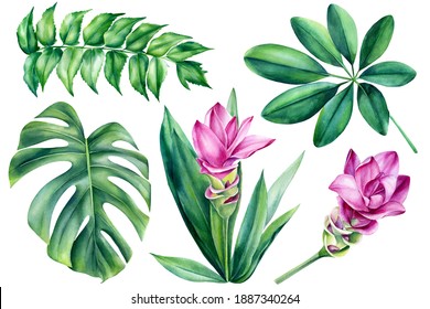 Set of jungle flora, monstera leaf, turmeric flower on isolated white background, watercolor illustration