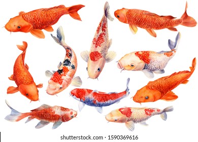 Set Koi Carp Fish On Isolated Stock Illustration