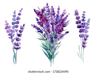 Set Of Lavender Flowers, Bouquet Of Lavender Flowers On An Isolated White Background, Watercolor Illustration, Hand Drawing