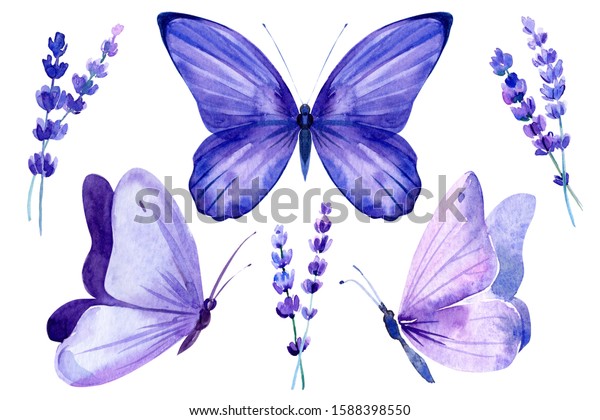 set of lavender flowers and butterflies on an isolated white background, watercolor botanical painting