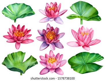 Set Lotus Flowers Leaves Buds Seeds Stock Illustration 1579652419 ...