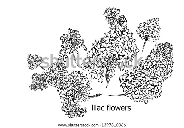 Set Lilac Bouquet Black & White. Graphic\
elements drawn with ink, branches of lilac flowers. Graphics for\
design. Set of hand drawn design elements. Collection of black ink\
abstract textures.
