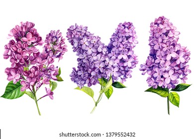 Set Of Lilac Flowers On White Isolated Background, Watercolor Painting, Hand-drawing Black, Invitation