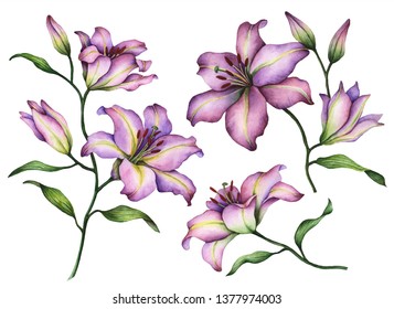 Set of lilies, hand painted floral illustration, watercolor flowers isolated on a white background.