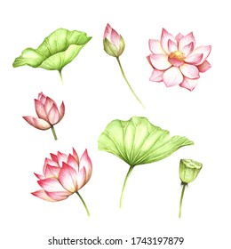Set with lotus flowers and leaves. Hand draw watercolor illustration
