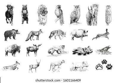 Set of many animals and foot prints, hand drawn illustrations (originals, no tracing)