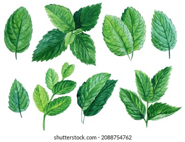Set of mint leaves on isolated white background, watercolor illustration, herbs digital clip art