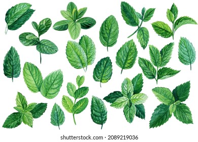 Set of mint leaves on isolated white background, watercolor illustration, peppermint and spearmint