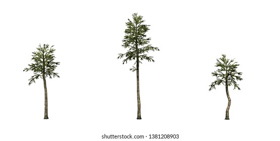 Set Of Monkey Puzzle Trees - Isolated On A White Background - 3D Illustration