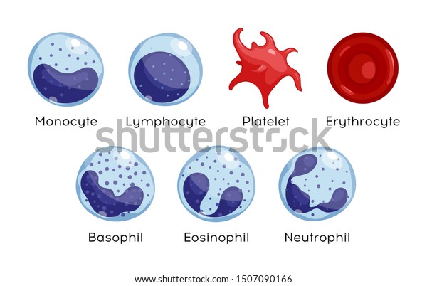 単球のセット リンパ球 好酸球 好中球 好塩基球 血小板 赤血球 血液細胞の種類 のイラスト素材