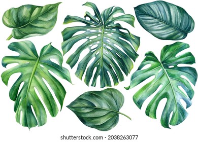 Set Of Monstera Leaves On Isolated White Background, Watercolor Botanical Illustration. Jungle Design