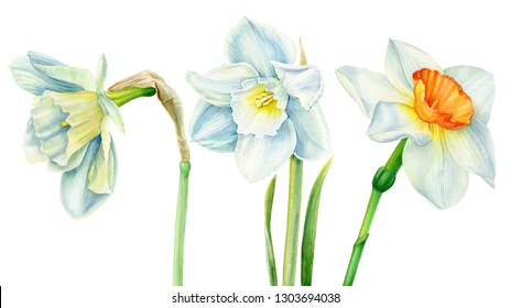 set of narcissus on an isolated white background, spring watercolor flower, botanical illustration, daffodil