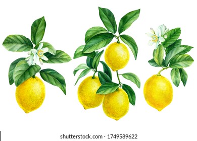 Set Off Blooming Lemon Branches On An Isolated White Background, Watercolor Illustration, Botanical Painting.