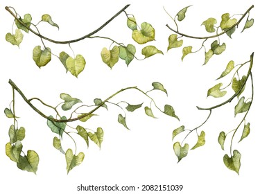 Set Oh Hand Painted Watercolor Botanical Illustrations. Scanned Raster Botany Green Hanging Ivy Leaves On Twigs Isolated On White Background. Collection Of Realistic Plants