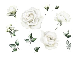 Set Oil Painting Elements Of White Rose, Collection Garden Flowers, Leaves.  Botanic  Illustration Isolated On White Background.  Bud Of Roses