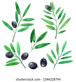 Set of olives branches. Watercolor illustration.