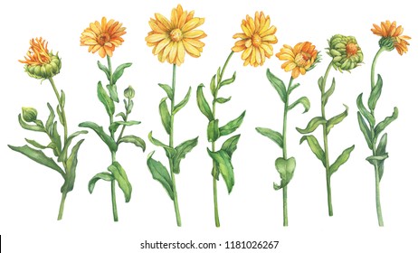 Set Orange Calendula Officinalis  Marigold, Ruddles Flower. Watercolor Hand Drawn Painting Illustration Isolated On A White Background.