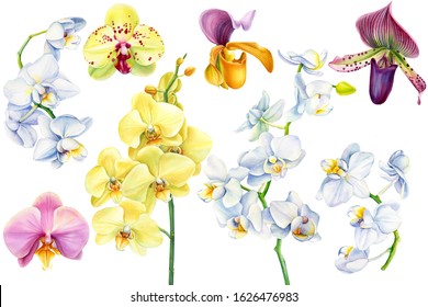 set of orchid flowers on an isolated white background, watercolor illustration,  tropical floral clipart, botanical painting, pink, white and light yellow orchid, venus slipper, phalaenopsis