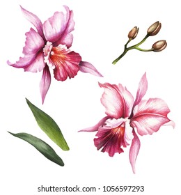 Set of Orchids. Hand draw watercolor illustration.