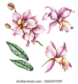 Set Orchids Hand Draw Watercolor Illustration Stock Illustration ...