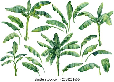 Set os banana palms and palm leaves on isolated white background, watercolor illustration. Jungle design elements