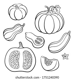 Set outline vegetables  Pumpkins  butternut squash  vegetable marrow; zucchini  Whole fruits and leaves   flowers   slices and seeds
