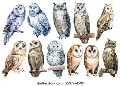 set of owls on an isolated white background, watercolor illustration