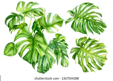 Set Of Palm Leaves, Tropical Monstera Plant On An Isolated White Background, Watercolor, Hand-drawing, Botanical Illustration