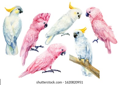 Set Of Parrots, White And Pink Cockatoo On An Isolated White Background, Watercolor Illustration, Clipart Tropical Birds