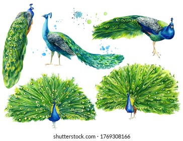 Set peacocks  isolated white background  watercolor botanical illustration