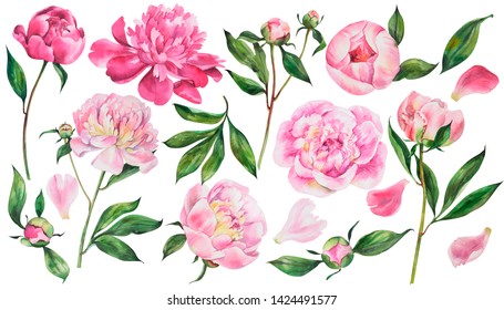 Set Of Peonies Flowers On An Isolated White Background,  Watercolor Peony Illustration, Botanical Painting