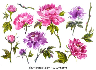 Set of peonies in the style of Chinese, Japanese, Korean painting, watercolor illustration on a white background, isolated.