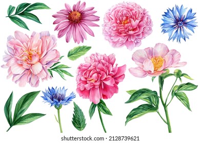 Set Of Peony, Cornflower And Echinacea On White Background, Watercolor Botanical Illustration