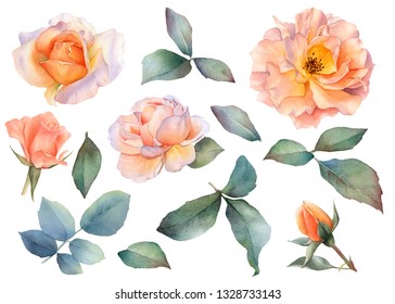 Set of picturesque tea rose flowers, rosebuds, branches and leaves hand drawn in watercolor isolated on a white background. Ideal for creating floral arrangements for invitations, cards and patterns.