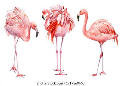 set of pink flamingo on an isolated white background, watercolor illustration