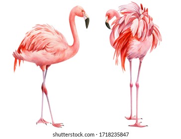 set of pink flamingo on an isolated white background, watercolor illustration	