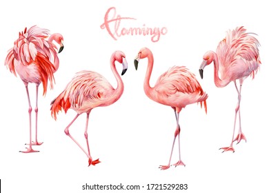 Set of pink flamingo on an isolated white background, watercolor illustration. Greeting card.	