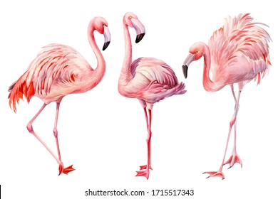 Set of Pink flamingos on an isolated white background, watercolor illustration, hand drawing