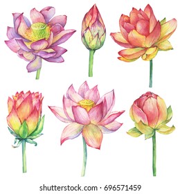 Set with pink flowers and buds sacred lotus symbol of India (water lily). Watercolor hand drawn painting illustration isolated on white background. 
