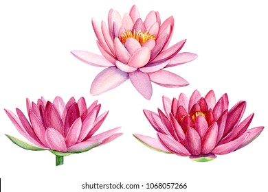 set pink lotus flower, watercolor illustration, hand drawing, flora wedding - Powered by Shutterstock