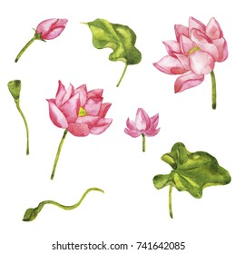Set of pink lotus flowers, buds and leaves isolated on white background. Hand drawn watercolor illustration.