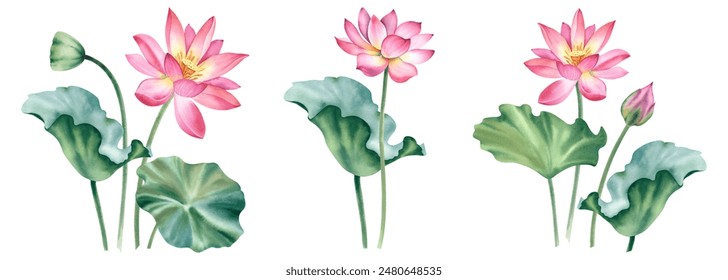 A set of pink lotus flowers on an isolated background. The watercolor illustration is hand-drawn. Delicate water lilies for spa, zen design. Clipart for printing postcards - Powered by Shutterstock