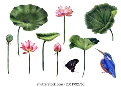 A set of pink lotuses with green leaves, a bud, seeds, kingfisher birds, butterfly, hand-painted with watercolor and watercolor pencils, for making stylish compositions and a set of isolated object 