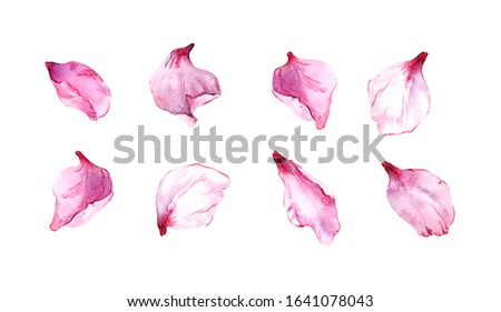 Set of pink petals. Collection of elements from spring flowers - cherry blossom, almond, apple, sakura. Watercolor