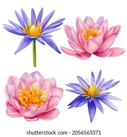 Set pink   purple lotus flower  watercolor botanical illustration  hand drawing  wedding floral design