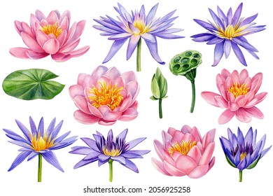 Set pink   purple lotus flower  watercolor illustration  hand drawing  wedding flora
