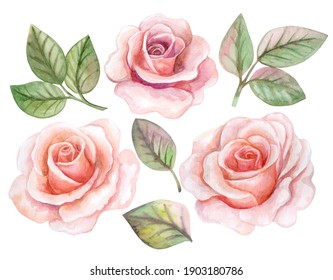 Set of pink, red roses with leaves isolated on white background. Templates. Watercolor. Illustration. Hand drawn. Greeting card design. Clip art.