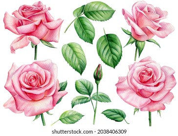 Set Of Pink Rose, Beautiful Flower On Isolated White Background, Watercolor Illustration, Botanical Painting