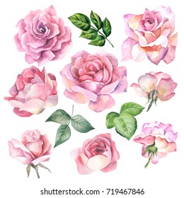 Set Of Pink Roses.watercolor